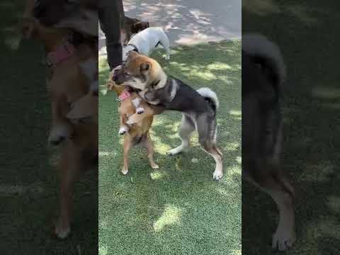 I hope this never happens to me 😂#dogpark #dog