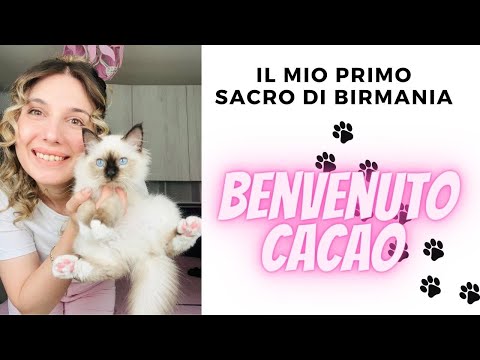 IL MIO PRIMO CUCCIOLO ♡- GATTO SACRO DI BIRMANIA