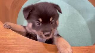 ハーフ犬の動画01