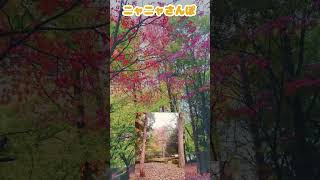 朝のお散歩☀️#実写動画 #天童総合運動公園 #山形県天童市 #散歩 #紅葉 #紅葉狩り