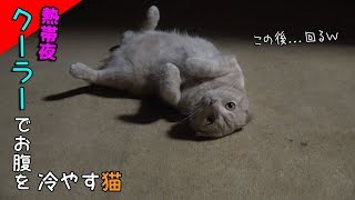 熱帯夜フッと目をやると凄いポーズの猫と目が合ったｗｗ