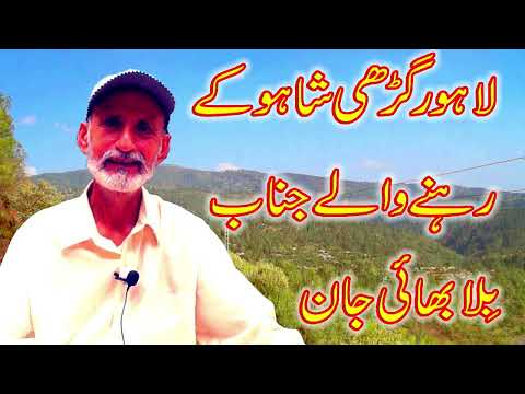 Big Pakistan Bulltair Dog Big Bully Kutta of Bella Bhai Jaan By Bully Kutta Chennel @Nafa TV HD