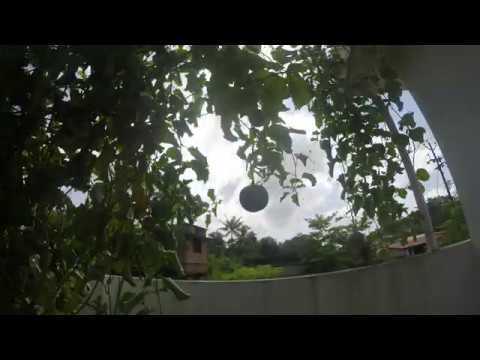 Timelapse - Passion Fruit