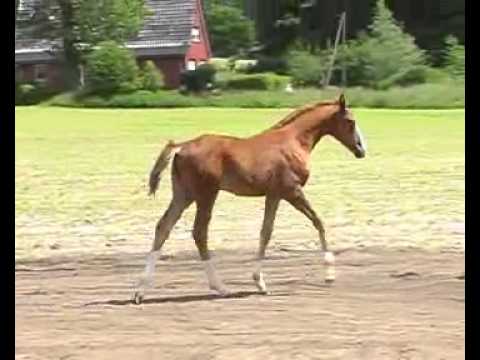 Stutfohlen von Livaldon - Weltmeyer