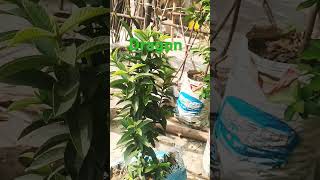 Download lagu #dj dragon flower 🌼 🌸 ♥️  #remix @sorif l8f  chanel name%%%% mp3