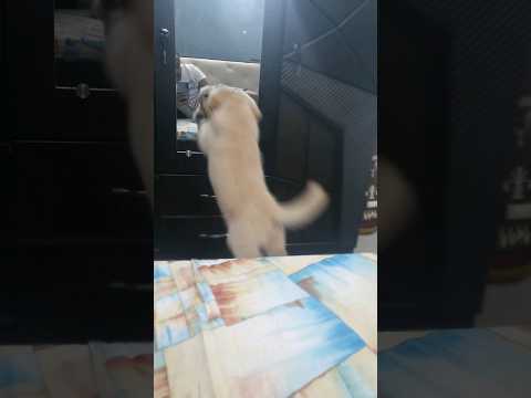 My Dog Jump funny video #CHINI #shorts #funny #dog #dogfunny