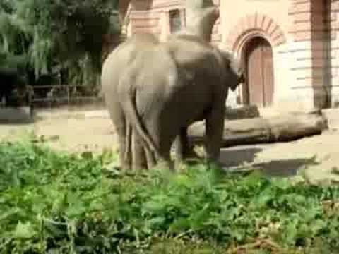 Chococlinic - Dlaczego Papież nie jeździ na nartach