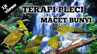 Download lagu TERAPI AIR BURUNG PLECI DAN MASTERAN PLECI MACET B... mp3