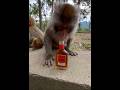 Monkey drinking alcohol 😨#shorts #viralshorts #youtubeshorts