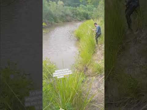 mandisovi chico chajari Entre Ríos