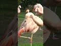Chilean Flamingo