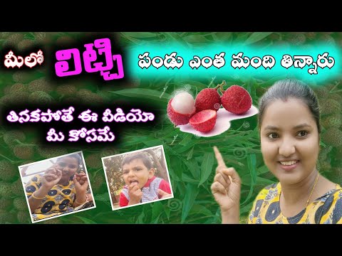 litchi fruit tree at home in Zambia | litchi | @likithavlogs4866