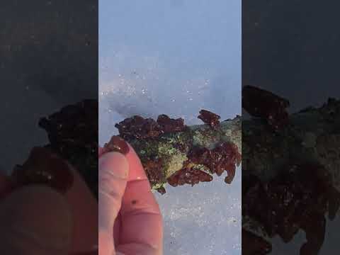 Cogumelos Congelados!3 Fungos para Forragear no Inverno