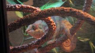 ENJOYING SMALL HABITAT & EATING CRICKETS - CRAYON THE CHAMELEON