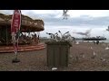 Seagulls Terrorise British Holidaymakers