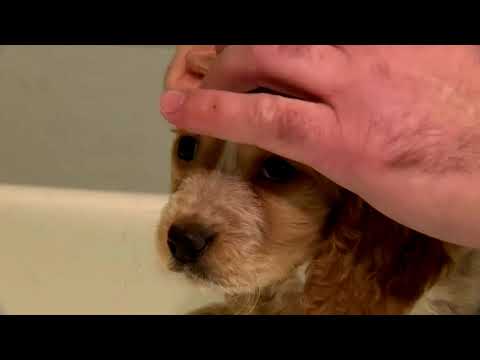 Surge for pet dogs pushes illegal puppy trade