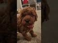 Mini Goldendoodle dogs for sale: BAILEY - Mini Goldendoodle Puppy 8 - Video 1
