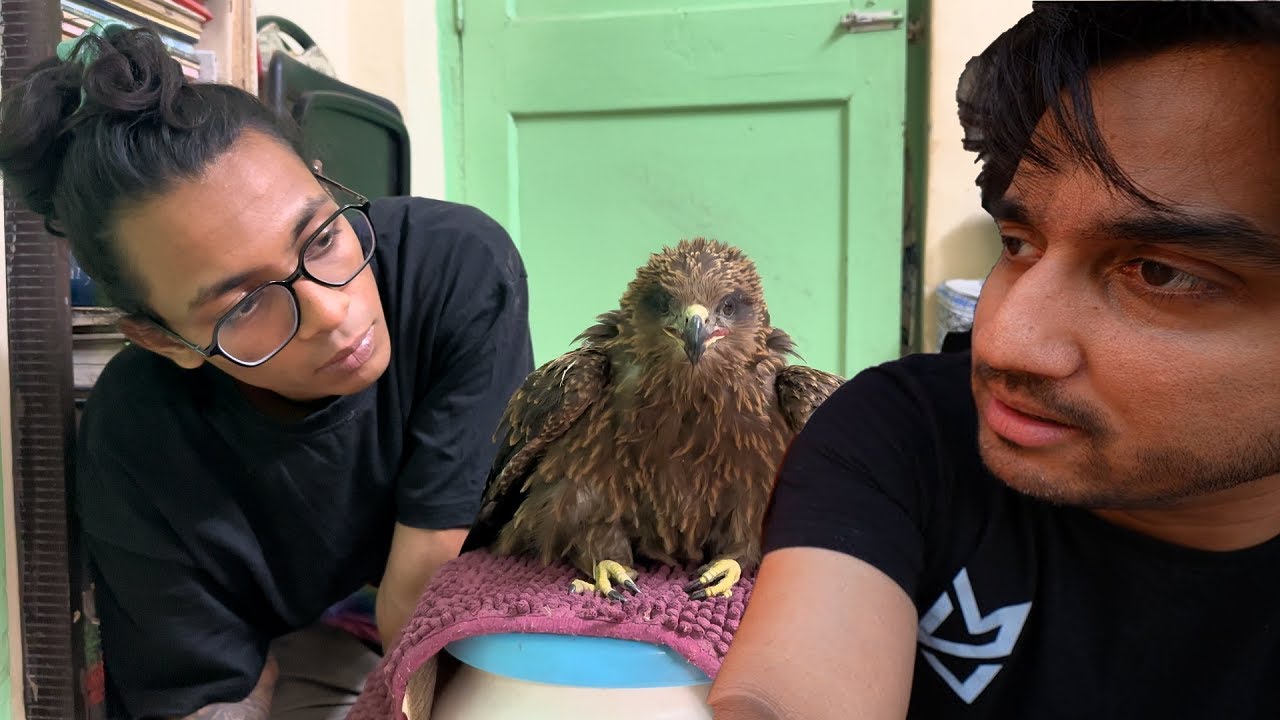 @MumbikerNikhil RESCUED THIS BEAUTIFUL BLACK KITE