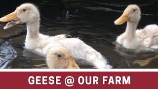 preview picture of video 'Geese @ Syed Goat Farm'