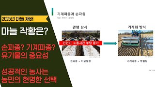 2025년 마늘 재배 기계파종? 손파종? 그 작황은?