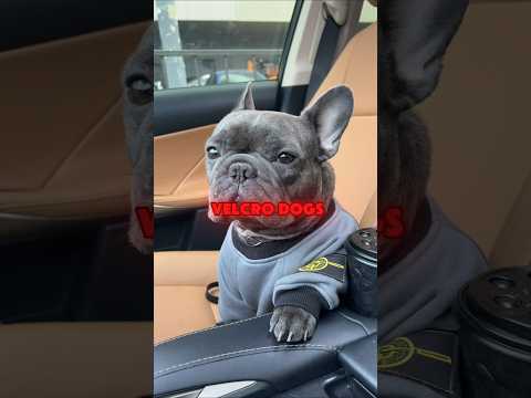 The most stubborn dog breed, Meet the FRENCHIE #frenchbulldog