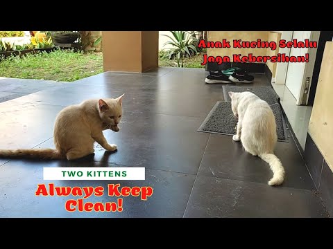 White Kittens Understand Maintaining Personal Hygiene