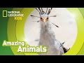 Secretary Bird Amazing Animals