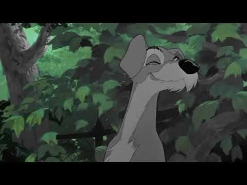 Tramp / Thomas O'Malley - "Maybe on your honeymoon you'll think of me'