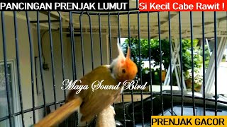 Download lagu Prenjak Gacor - Pancingan Prenjak Lumut Tembakan Variasi - Masteran Suara Pikat Prenjak Kepala Merah mp3