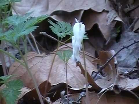 Squirrel Corn (Dicentra canadensis) - YouTube