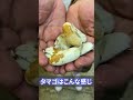 シマヘビ爆誕🐍 オーナーズフィッシュ 爬虫類 ヘビ