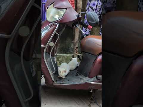 winter is coming!! #winter #cat #cats #catlover #love #animallover