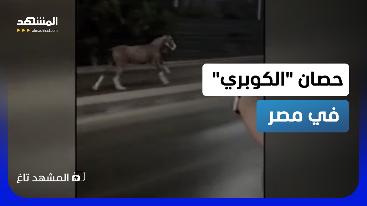 مطاردة فوق الكوبري في مصر.. حصان هارب يربك السائقين ويخطف الأنظار  - المشهد تا?