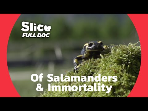 サラマンダー: 若返りの泉への道? |フルドキュメント