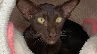 Oriental Shorthair Cat Yolly Had a Good Dinner