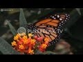 Relaxation For Children - Piano Music, Classic Music ...