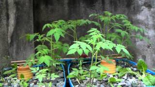preview picture of video 'CDO Aquaponics: 45 days old plants'
