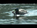 DUCKS MATING Male Forces Female Under Water Bites Back Of Head