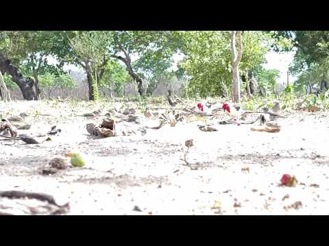 Veja aí meu povo, todos se alimentando..Em Marco CE..