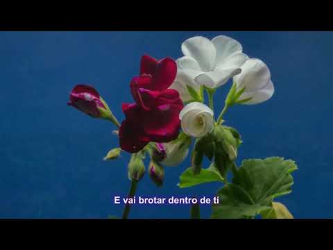 Deus Está Aqui - Grupo Musical Ave Luz