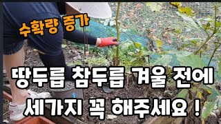 땅두릅 참두릅 겨울 전에 세가지는 꼭 해주세요! #땅두릅재배 #참두릅재배 #두릅재배 #땅두릅거름주기 #참두릅…