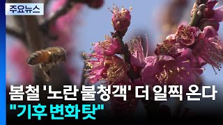 봄철 '노란 불청객' 더 일찍 온다...이유는 '기후 변화' / YTN