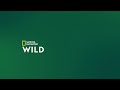National Geographic Wild Netherlands Continuity April 21 2023