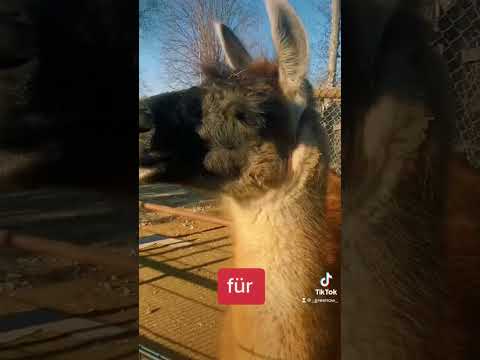 Fakten über Lamas 🦙 #natur  #lama #wissen #flauschig Greenow