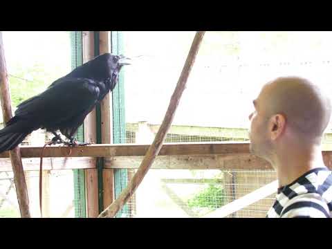 Les corbeaux me regardent d’un air bizarre