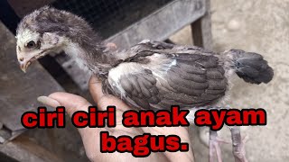 Download lagu Ciri ciri anak ayam bagus mp3