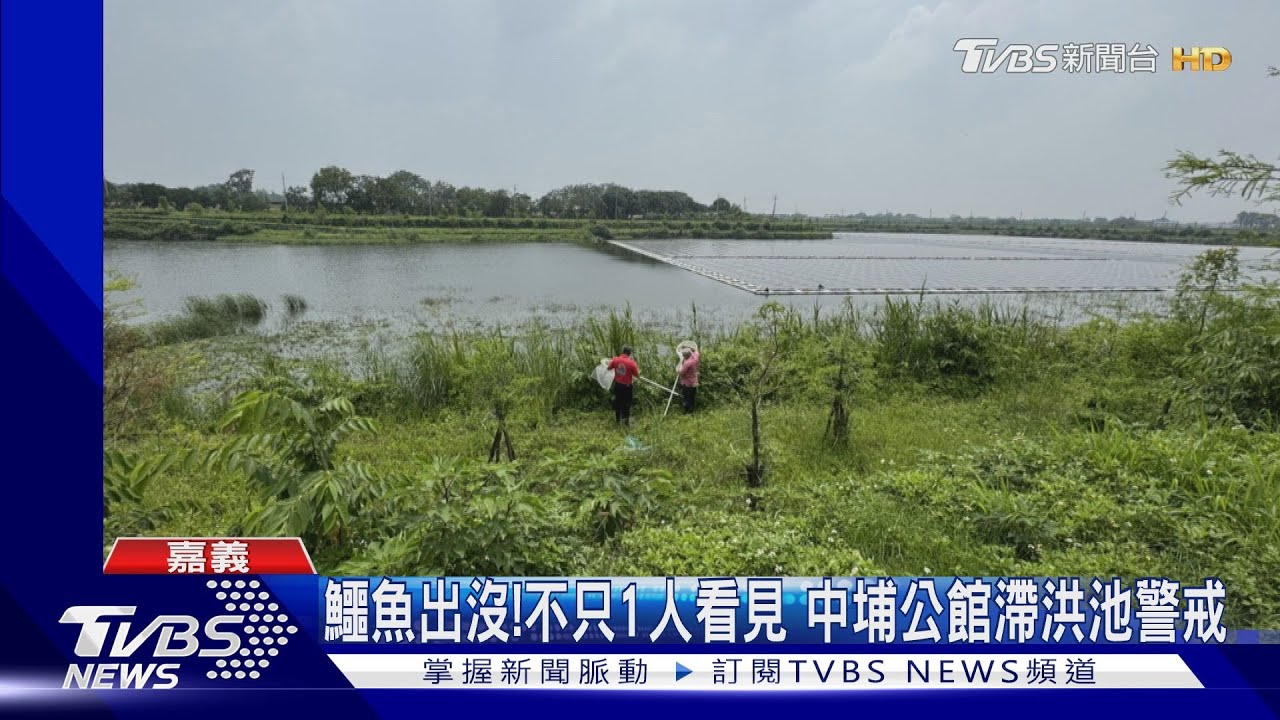 散步勿近!嘉義中埔公館滯洪池驚見2米長鱷魚出沒
