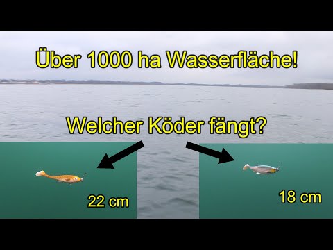 Over 1,000 hectares of water! Pike fishing in winter with big baits! Which bait catches best?