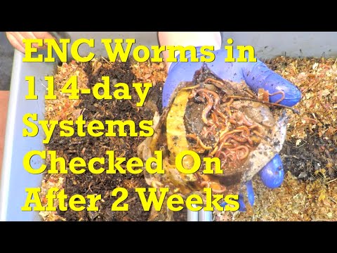 114-day European nightcrawler worm bins checked on after 2 weeks - vermicompost