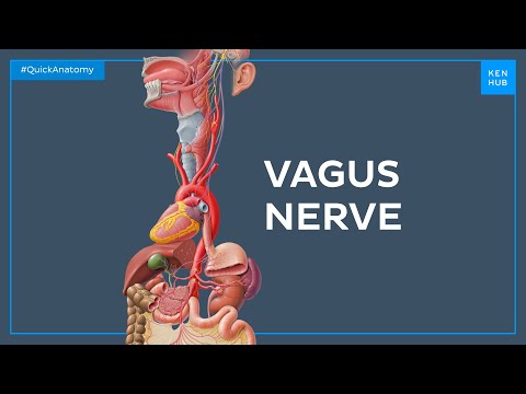 Course of the vagus nerve - Quick Anatomy | Kenhub
